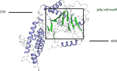 Research progress on m6A demethylase FTO and its role in gynecological tumors